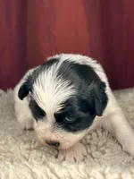 Flash, a male Shih Tzu for sale in New Haven, CT – Photo 7 of 7