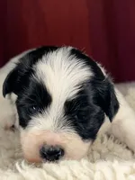 Flash, a male Shih Tzu for sale in New Haven, CT – Photo 5 of 7