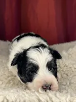 Flash, a male Shih Tzu for sale in New Haven, CT – Photo 3 of 7