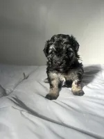 Mocha, a female Shih Tzu for sale in New Haven, CT – 2 of 8