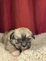 Maple, a female Shih Tzu for sale in New Haven, CT – Photo 4 of 4