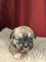 Maple, a female Shih Tzu for sale in New Haven, CT – Photo 3 of 4