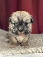 Maple, a female Shih Tzu for sale in New Haven, CT – Photo 1 of 4