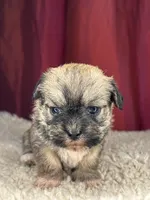 Maple, a female Shih Tzu for sale in New Haven, CT – Photo 2 of 4