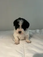 Lulu, a female Shih Tzu for sale in New Haven, CT – 3 of 6