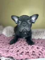 Luna, a  French Bulldog for sale in New Haven, CT – Photo 2 of 5