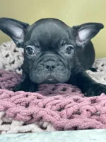 Luna, a  French Bulldog for sale in New Haven, CT – Photo 4 of 5
