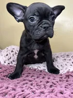 Luna, a  French Bulldog for sale in New Haven, CT – Photo 5 of 5