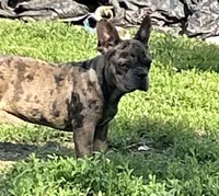 Suzi, a female French Bulldog for sale in New Haven, CT – 2 of 4