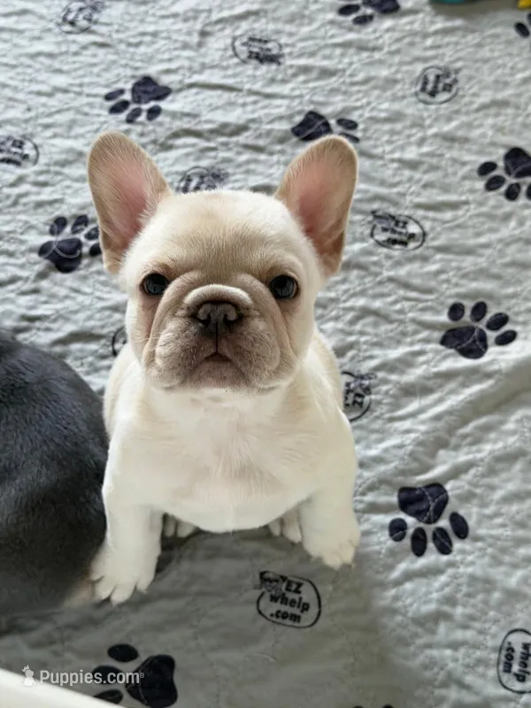 Chica – French Bulldog puppy for sale in New Haven, CT