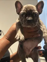 Ella, a female French Bulldog for sale in New Haven, CT – 2 of 2