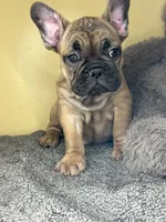 Shella, a  French Bulldog for sale in New Haven, CT – 2 of 3