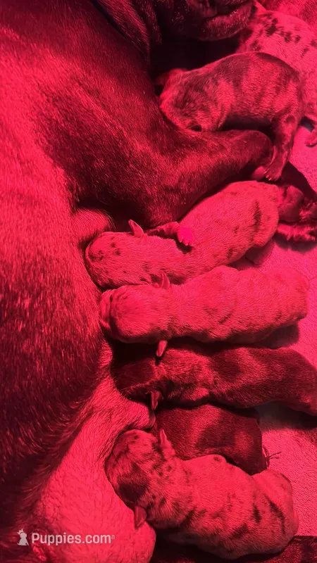 ASK ABOUT OUR HOLIDAY SALE!!!