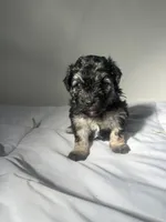 Mocha, a female Shih Tzu for sale in New Haven, CT – 1 of 8