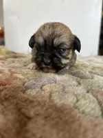 Tulip, a female Shih Tzu for sale in New Haven, CT – Photo 2 of 9