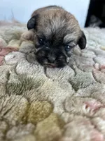 Tulip, a female Shih Tzu for sale in New Haven, CT – Photo 6 of 9