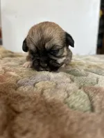 Tulip, a female Shih Tzu for sale in New Haven, CT – Photo 5 of 9