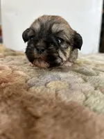 Tulip, a female Shih Tzu for sale in New Haven, CT – Photo 1 of 9