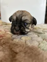 Tulip, a female Shih Tzu for sale in New Haven, CT – Photo 8 of 9