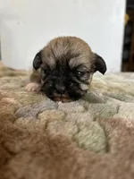 Tulip, a female Shih Tzu for sale in New Haven, CT – Photo 9 of 9