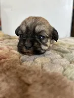 Tulip, a female Shih Tzu for sale in New Haven, CT – Photo 7 of 9