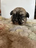 Tulip, a female Shih Tzu for sale in New Haven, CT – Photo 3 of 9