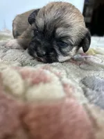 Tulip, a female Shih Tzu for sale in New Haven, CT – Photo 4 of 9