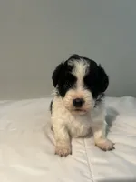 Lulu, a female Shih Tzu for sale in New Haven, CT – 6 of 6