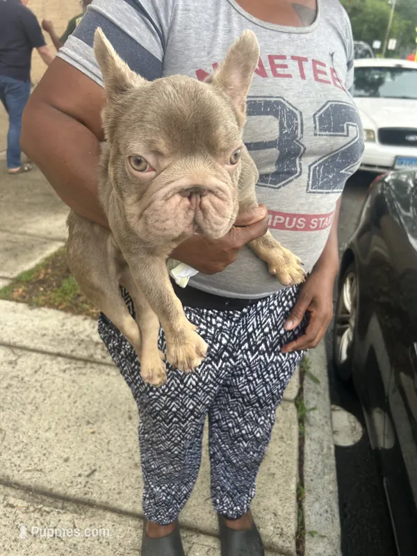 Big rope – French Bulldog puppy for sale in New Haven, CT