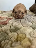 Rugi, a female Shih Tzu for sale in New Haven, CT – Photo 5 of 6