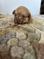 Rugi, a female Shih Tzu for sale in New Haven, CT – Photo 2 of 6