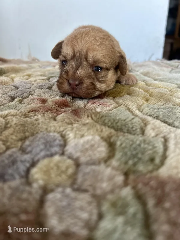 Rugi, a female Shih Tzu for sale in New Haven, CT – Photo 1 of 6