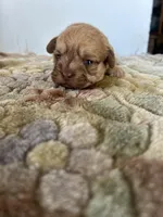 Rugi, a female Shih Tzu for sale in New Haven, CT – Photo 1 of 6