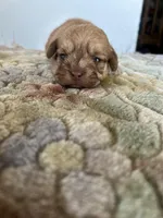 Rugi, a female Shih Tzu for sale in New Haven, CT – Photo 3 of 6