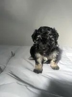Mocha, a female Shih Tzu for sale in New Haven, CT – 6 of 8