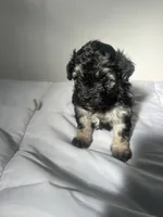Mocha, a female Shih Tzu for sale in New Haven, CT – 7 of 8