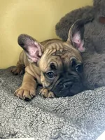 Shella , a female French Bulldog for sale in New Haven, CT – 5 of 7