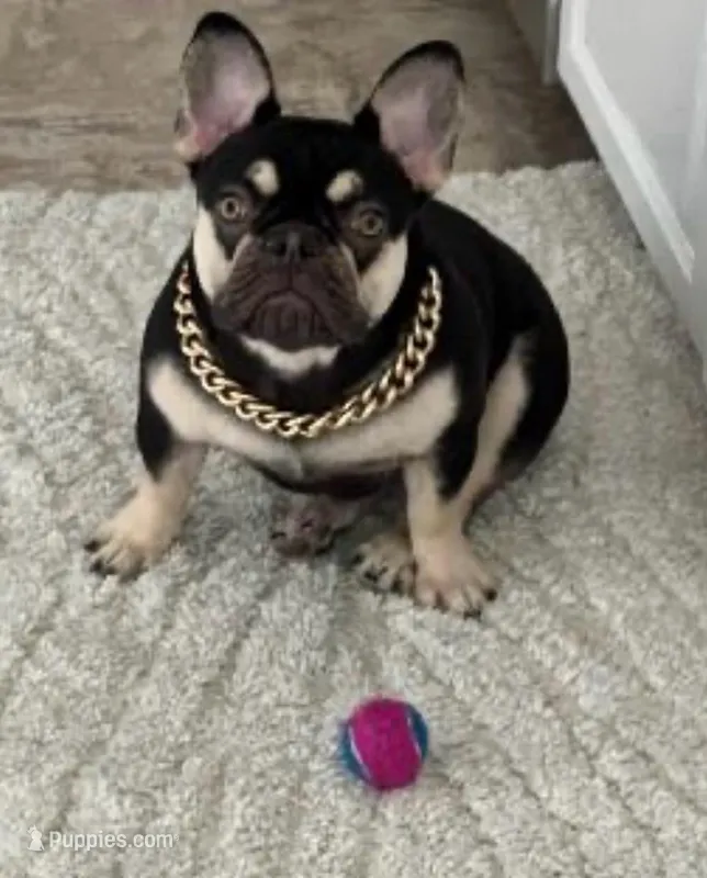 Coco – French Bulldog puppy for sale in New Haven, CT