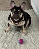 Coco, a female French Bulldog for sale in New Haven, CT – Photo 1 of 4