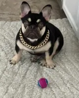 Coco, a female French Bulldog for sale in New Haven, CT – Photo 1 of 2