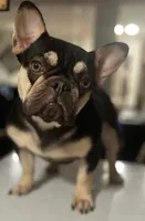 Coco, a female French Bulldog for sale in New Haven, CT – Photo 2 of 2