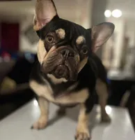 Coco, a female French Bulldog for sale in New Haven, CT – Photo 3 of 4