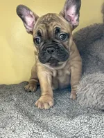 Shella, a  French Bulldog for sale in New Haven, CT – 3 of 3