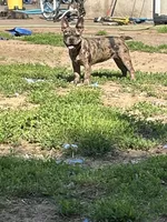 Suzi, a female French Bulldog for sale in New Haven, CT – 3 of 4