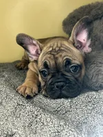 Shella , a female French Bulldog for sale in New Haven, CT – 2 of 7
