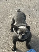 Girdy , a female French Bulldog for sale in New Haven, CT – 3 of 3