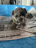 Milo, a male French Bulldog for sale in New Haven, CT – 3 of 4