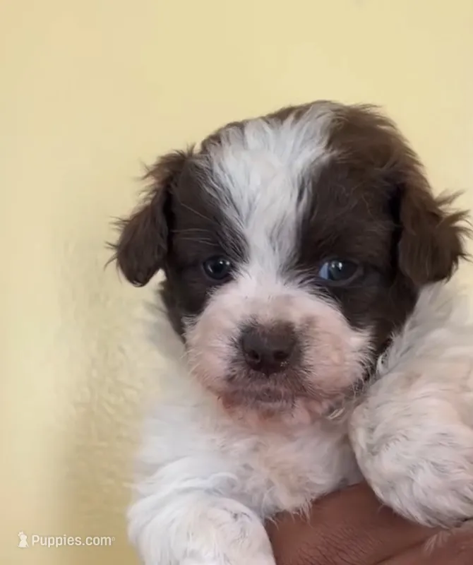 Lola – Shih Tzu puppy for sale in New Haven, CT
