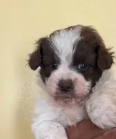 Lola, a female Shih Tzu for sale in New Haven, CT – 1 of 3