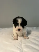 Lulu, a female Shih Tzu for sale in New Haven, CT – 4 of 6